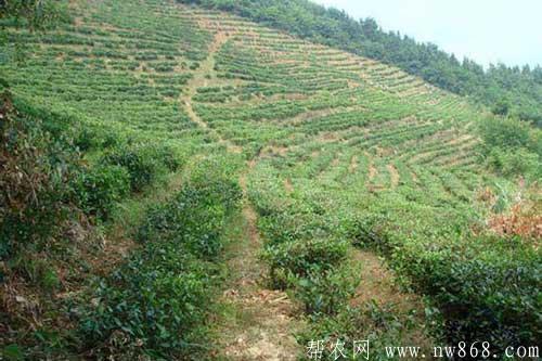 一亩地是多少平方米？数据是根据什么计算的？