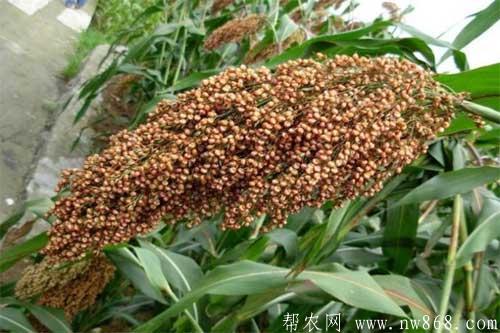 高粱倒伏的防治方法