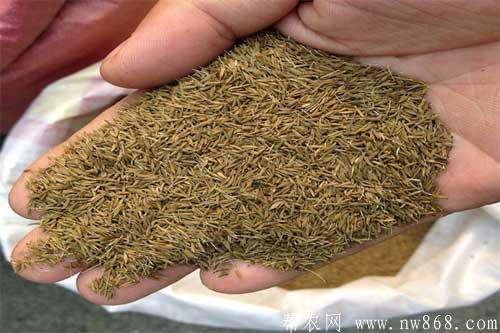 蒲公英种子是如何发芽的