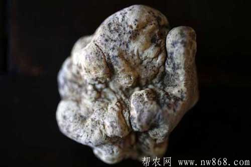 白松露是什么东西？白松露可以人工种植么？