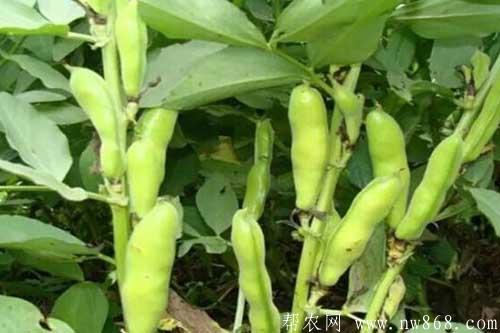蚕豆缺钾怎么办？如何解决？
