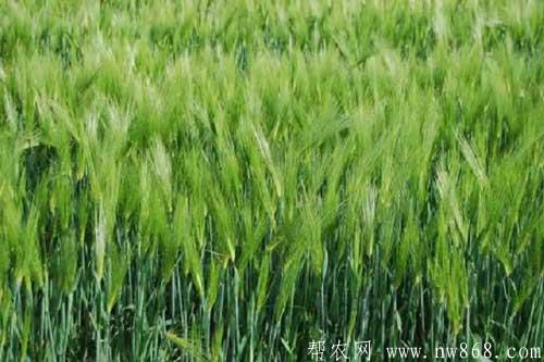 青稞种植时间及水肥管理措施