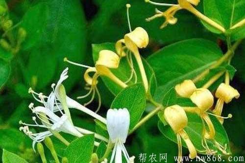 农村种植什么药材最赚钱？介绍几个种植利润可观的项目