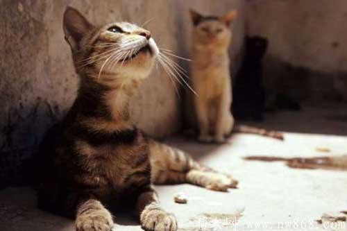 你了解埃及猫的神话传说吗 你了解埃及猫的神话传说吗