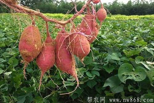 红薯种植过程中怎样施肥