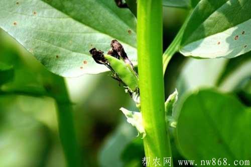 蚕豆缺钾怎么办？如何解决？