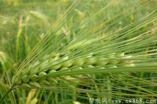 青稞种植时间及水肥管理措施
