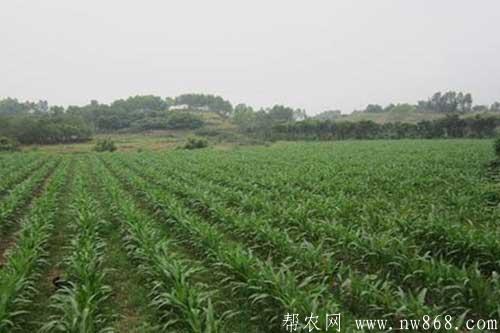 高粱育苗需要注意哪些技术问题