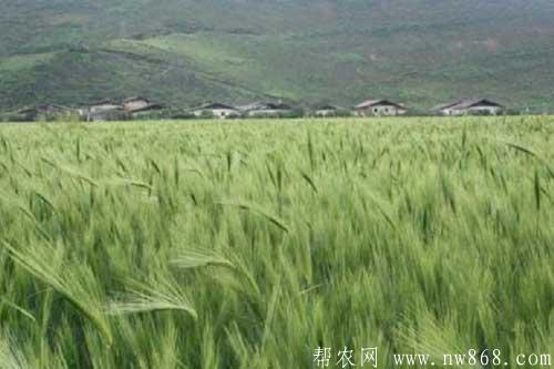青稞种植时间及水肥管理措施