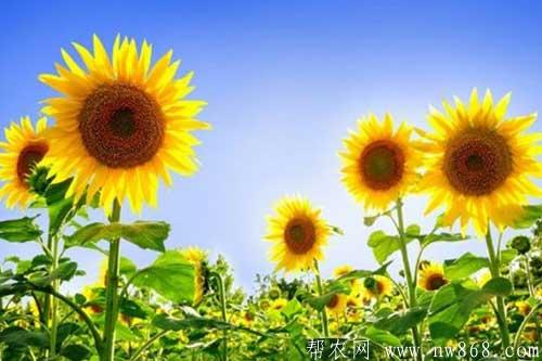 如何让向日葵多结籽