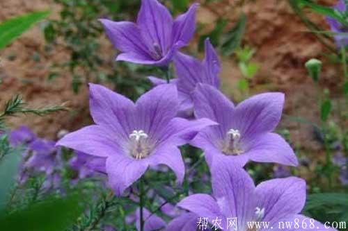 农村种植什么药材最赚钱？介绍几个种植利润可观的项目