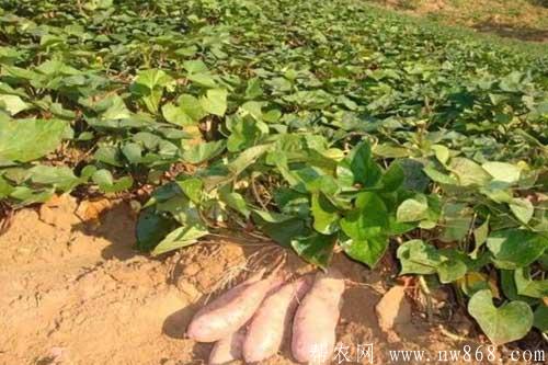 红薯种植过程中怎样施肥