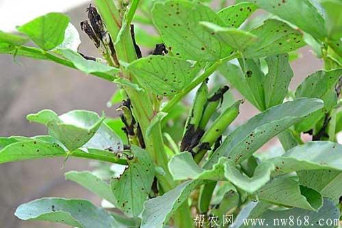 蚕豆缺钾怎么办？如何解决？