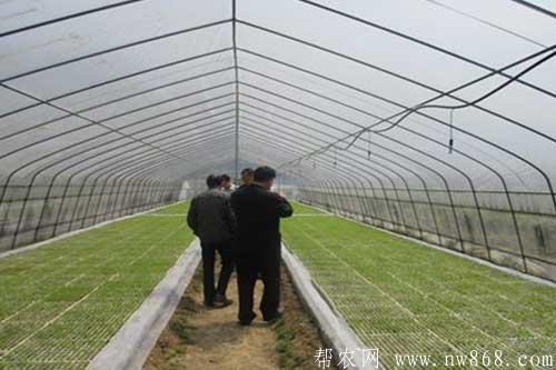 高粱育苗需要注意哪些技术问题