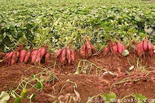 红薯种植过程中怎样施肥