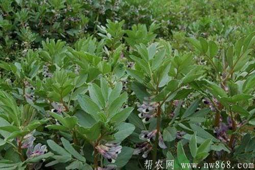 蚕豆缺钾怎么办？如何解决？