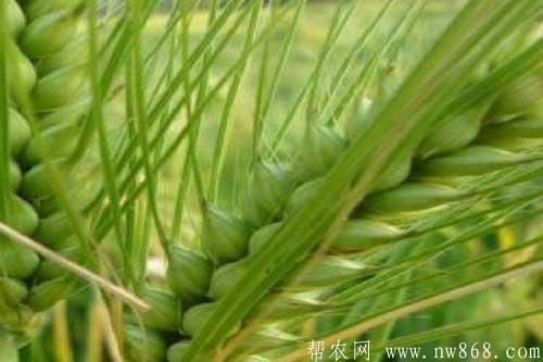青稞种植时间及水肥管理措施