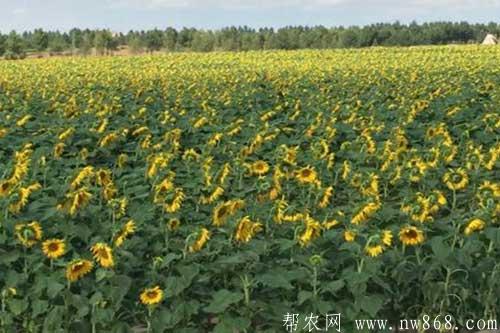 如何让向日葵多结籽