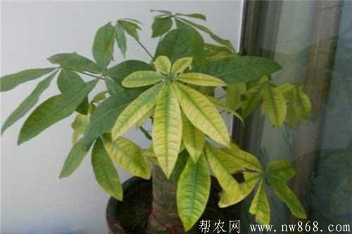 发财树叶子发黄怎么办|发财树日常养护管理方法