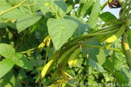 大豆发生秕粒的原因及防治措施