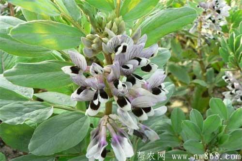蚕豆缺钾怎么办？如何解决？