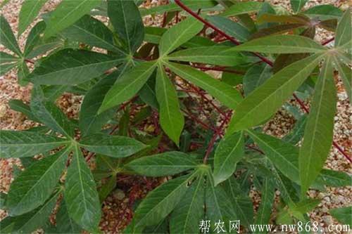 木薯种植过程中怎样防治病虫害