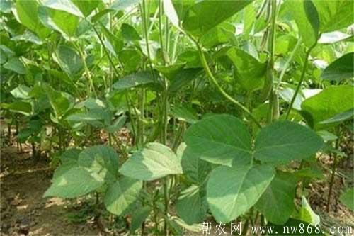大豆倒青怎么办？大豆倒青的原因及预防措施介绍