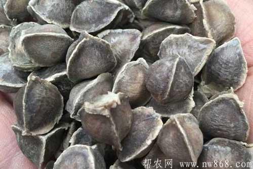 辣木籽有什么功效和作用？辣木籽是什么东西？