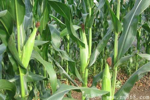 种植玉米施用什么肥料比较好 种植玉米施用什么肥料比较好