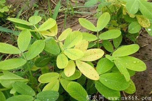 花生黄叶怎么办？花生黄叶是什么原因？