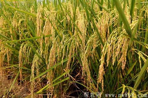 怎样识别假劣杂交水稻种子 怎样识别假劣杂交水稻种子