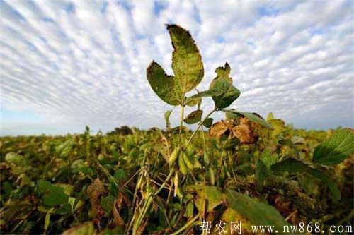 大豆倒伏原因分析及防止大豆倒伏措施