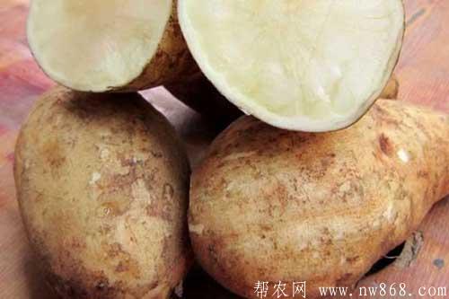 雪莲果的营养价值及雪莲果的食用方法 雪莲果的营养价值及雪莲果的食用方法
