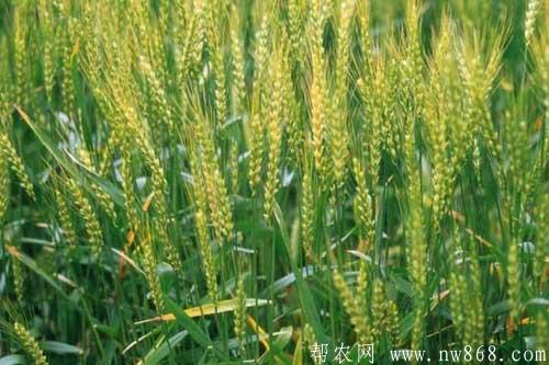 冬小麦优良品种选择及高产种植技术 冬小麦优良品种选择及高产种植技术