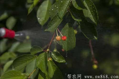 果树防落果药剂配制方法