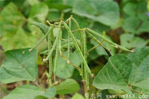 绿豆高产种植有哪些方法