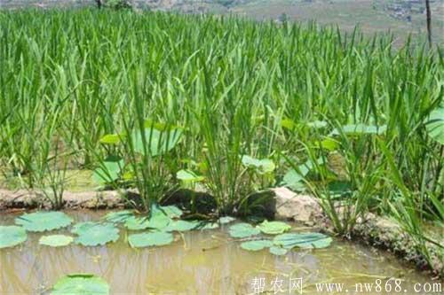 马蹄荸荠是什么|荸荠的种植技术