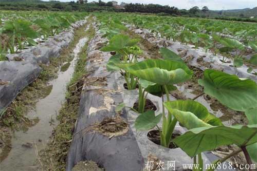 种植芋头需要掌握哪些技术和条件