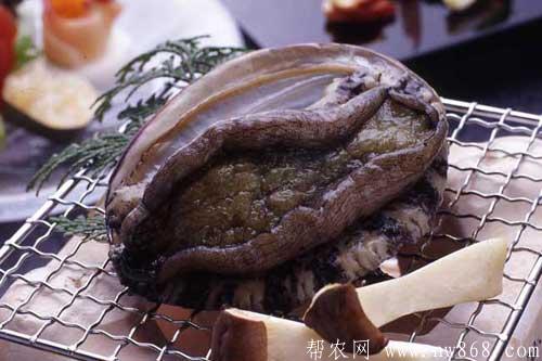 国外鲍鱼品种及国外鲍鱼图片大全
