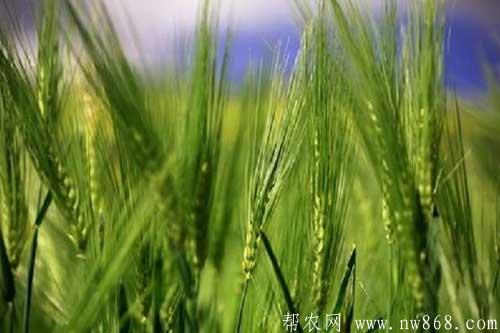 青稞种植时间及水肥管理措施