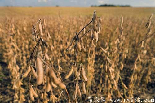 大豆种植过程中对环境条件有哪些要求