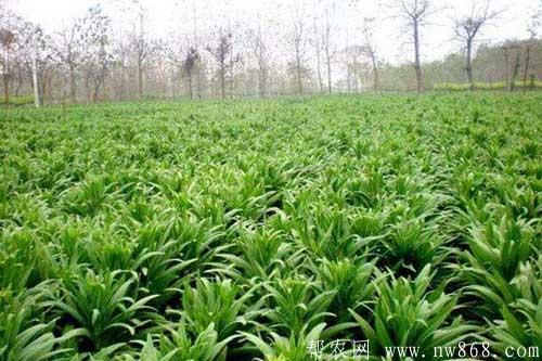 贡菜是什么菜|贡菜种植技术