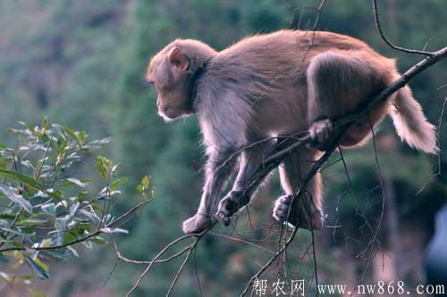 猴子吃什么食物|猴子寿命有多长 猴子吃什么食物|猴子寿命有多长