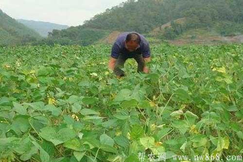 大豆种植过程中对环境条件有哪些要求