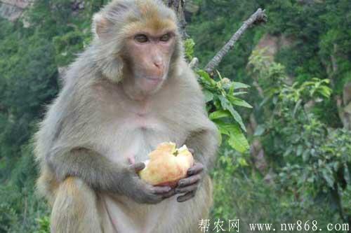 猴子吃什么食物|猴子寿命有多长 猴子吃什么食物|猴子寿命有多长