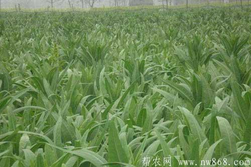 贡菜是什么菜|贡菜种植技术
