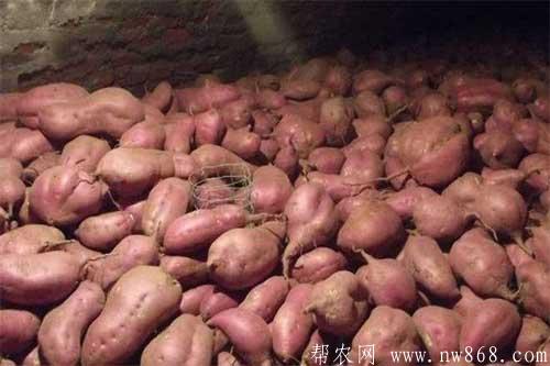 红薯采收后如何储藏