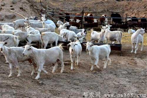 圈羊如何饲养？圈养怎么才能长得快？