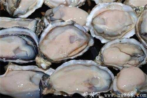牡蛎和生蚝有哪些区别