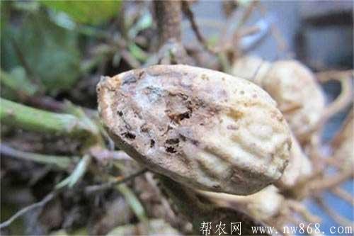 花生烂果是什么原因引起的？怎样防治？